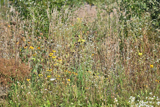 Blüh- und Wiesenfläche im Frühherbst 2025 (G. Franke)