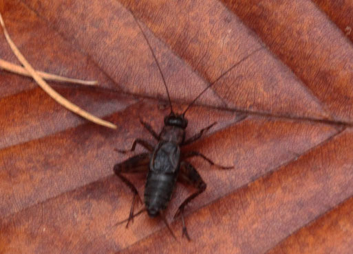 Waldgrille - Nemobius sylvestris; Mischwald bei Karlsbad-Ittersbach (G. Franke, 15.11.2018)