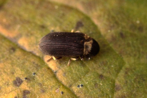 Zahnhalsiger Pochkäfer - Anobium denticolle; aus der Familie der Pochkäfer; bei Spielberg auf dem Blatt eines Haselnuss-Strauches; ca. 3 - 4 mm lang; Rote Liste D Kat. 3 - gefährdet (G. Franke, 31.10.2021) 