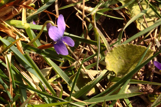 März-Veilchen - Viola odorata; grundständige Blätter, blauer Sporn, angenehmer Veilchenduft; Streuobstwiese südwestlich von Spielberg; 2 Pflanzen (G. Franke, 13.03.2022)