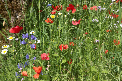 Wildblumenwiese im naturnahen Garten (G. Franke)