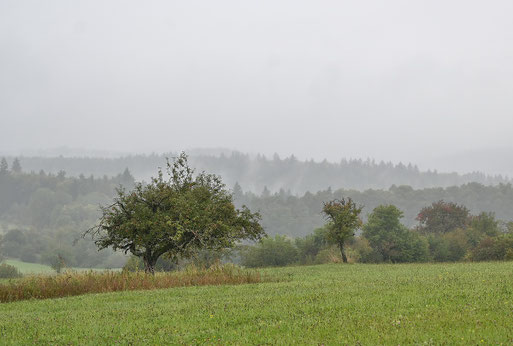 südlich von Karlsbad-Spielberg - kühl und feucht - der Herbst hat begonnen (G. Franke, 23.09.2025)