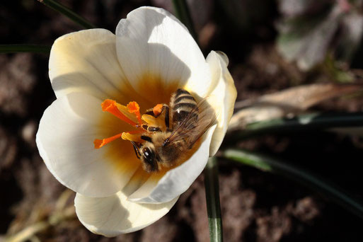 Westliche Honigbiene - Apis mellifera;  Garten in Karlsbad-Spielberg in einer Krokusblüte (G. Franke, 06.02.2020)