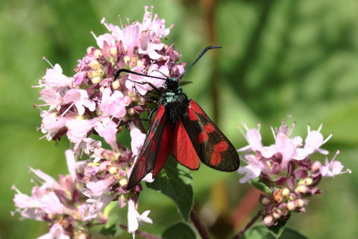 Sechsfleck-Widderchen auf Dostblüten - Kalkmagerrasen bei Keltern (G. Franke, 31.07.2019)