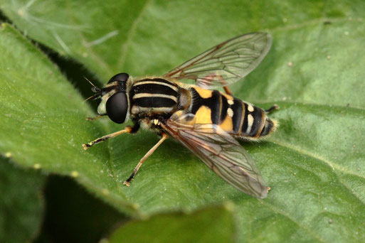 Helophilus pendulus - Gemeine Sumpfschwebfliege; bei Spielberg (G. Franke, Mai 2021)