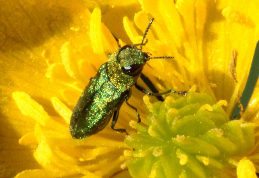 Zierlicher Prachtkäfer - Anthaxia nitidula, männlich; Streuobstwiese bei Spielberg - in einer Hahnenfußflüte (G. Franke, 13.05.2021)