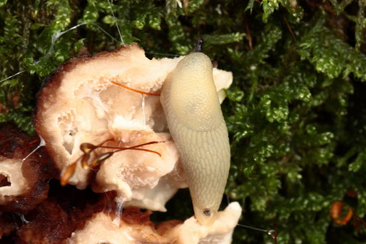 eine Rote Wegschnecke (jung und noch nicht ausgefärbt), ca. 15 mm lang, frisst an einem Pilz an einem moosbewachsenen Baumstamm; Mischwald zwischen Karlsbad-Spielberg und K.-Ittersbach (G. Franke, 27.12.2021)