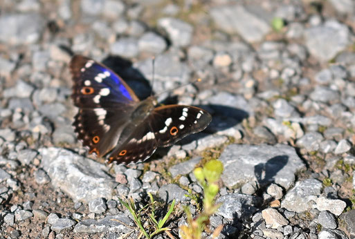 Kleiner Schillerfalter - Apatura ilia; Waldweg bei Marxzell-Pfaffenrot (G. Franke, 20.06.2026)