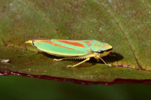Rhododendron-Zikade - Graphocephala fennahi; bei Spielberg (G. Franke, 26.09.2021)