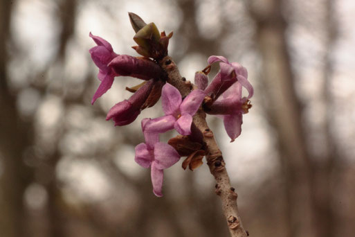 Gewöhnlicher Seidelbast in voller Blüte bei Keltern (G. Franke, 29.03.18)