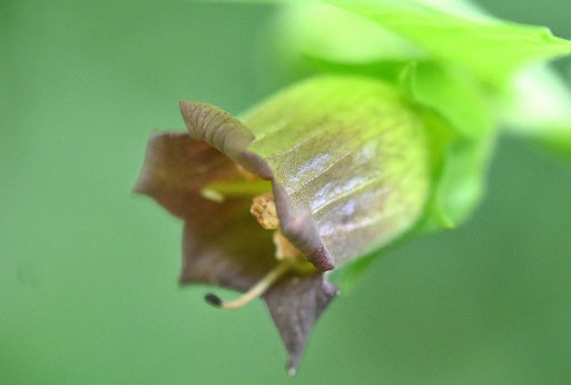 Blüte der Tollkirsche - Atropa bella-donna; Waldwegrand zwischen Karlsbad-Ittersbach und K.-Langensteinbach (G. Franke, 15.07.2025)