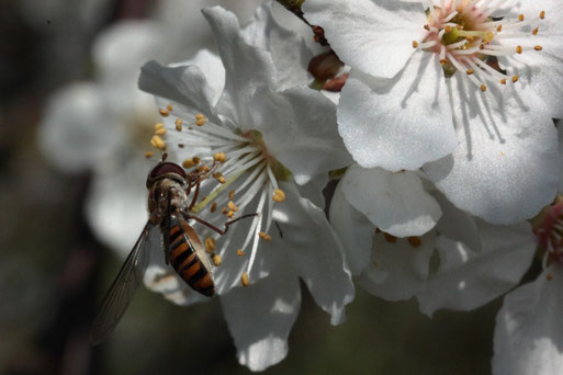 Hain-Schwebfliege - Episyrphus balteatus, auf den Blüten von einer Wildpflaume - Prunus sp.; Streuobstwiese südlich von Spielberg (G. Franke, 23.03.2022)