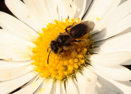 wahrscheinlich Gewöhnliche Zwerg-Sandbiene - Andrena minitula; ca. 5 mm lang auf einer Gänseblümchenblüte - Streuobstwiese südlich von Spielberg (G. Franke, 19.03.2022)
