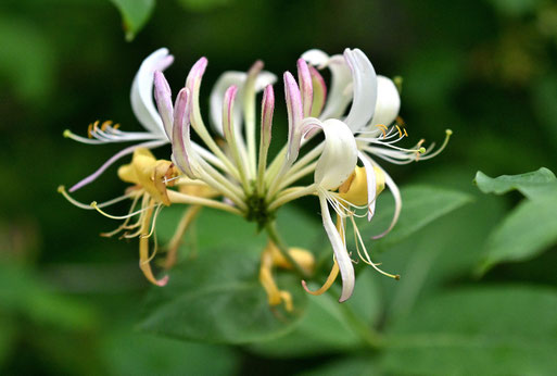 Wald-Geißblatt - Lonicera periclymenum; Waldwegrand zwischen Langenalb und Pfaffenrot (G. Franke, 05.06.2026)