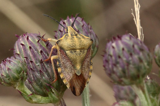 Nördliche Fruchtwanze - Carpocoris fuscipinus, aus der Familie der Baumwanzen; Streuobstwuiese südlich von Spielberg (G. Franke, 03.09.2022)