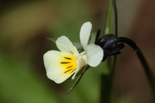 Acker-Stiefmütterchen - Viola arvensis; Feldrand bei Karlsbad-Spielberg (G. Franke, 15.05.2019)
