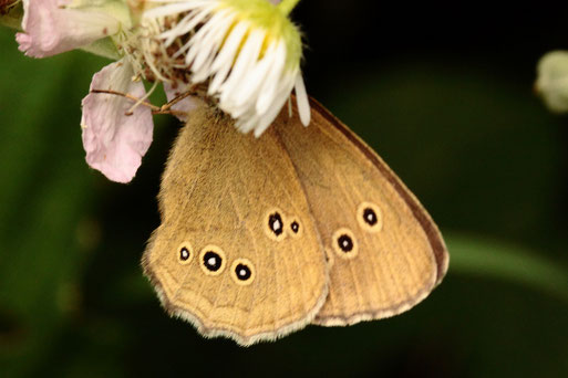 Brauner Waldvogel - Aphantopus hyperantus, Flügelunterseite; bei Straubenhardt-Langenalb (G. Franke)
