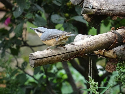 Kleiber in einem Garten in Karlsbad-Spielberg (M. Kerner)