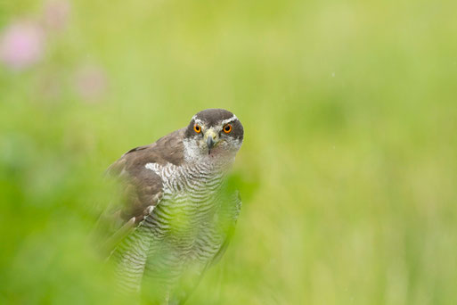 Foto: Nabu/ R. Rösner - Habicht