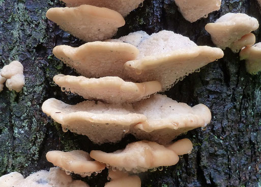 B. Miggel