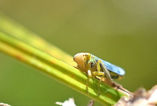 Binsenschmuckzikade - Cicadella viridis (G. Franke)