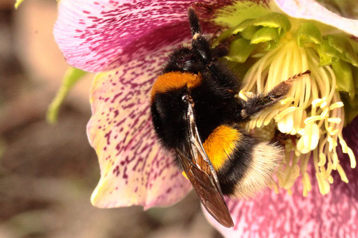 Dunkle Erdhummel - Bombus terrestris; im Garten beim Blütenbesuch einer Christrose (G. Franke, 22.02.2020)