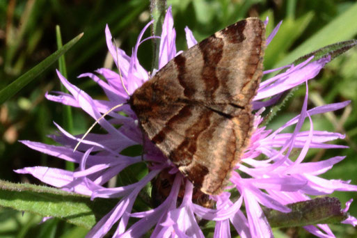 Braune Tageule - Euclidia glyphica; bei Spielberg (G. Franke, Juni 2022)