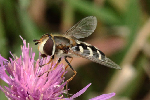 Späte Großstirnschwebfliege - Scaeva pyrastri; Streuobstwiese südlich von Spielberg (G. Franke, 03.09.2022)