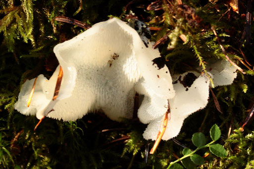 ein interessanter Pilz an einem Baumstubben - Gallertiger Zitterzahn, bei Dennach am Heuberg - NABU Pilzexkursion (G. Franke, 13.10.2019)