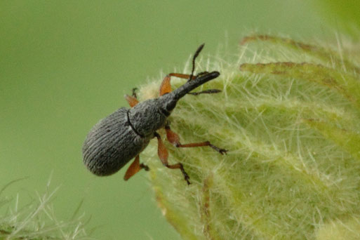 Langrüsseliger Stockrosenspitzmausrüssler auf einer Stockrosenknospe in Spielberger Garten (G. Franke, 14.06.18)