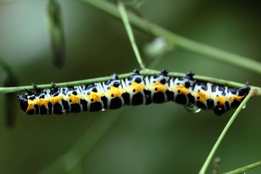 Raupe des Lattich-Mönchs auf einem Stängel des Hasenlattichs - Moosalbtal/ Schneebachtal (G. Franke, 08.08.2019)