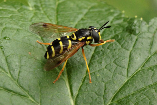 Chrysotoxum vernale - Frühlings-Wespenschwebfliege bei Spielberg (G. Franke, August 2019)