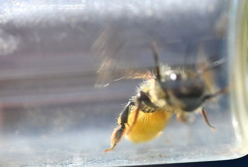 eine Hahnenfuß-Scherenbiene im Glas - eine langgestreckte Wildbienenart, die Bauchbürste voller Pollen (G. Franke, 30.05.2026)