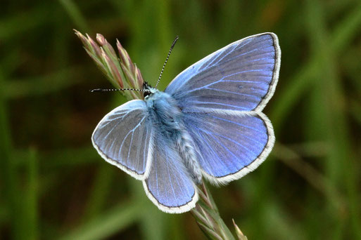 Hauhechel-Bläuling - Polyommatus icarus; auf einem Grünweg bei Auerbach (G. Franke, 05.06.2021)