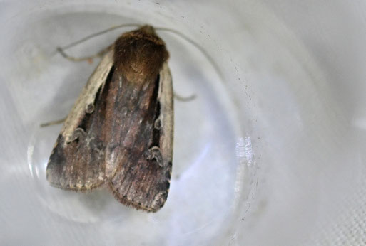 Hellrandige Erdeule - Ochropleura plecta; bei Karlsbad-Spielberg (G. Franke 13.06.2026)