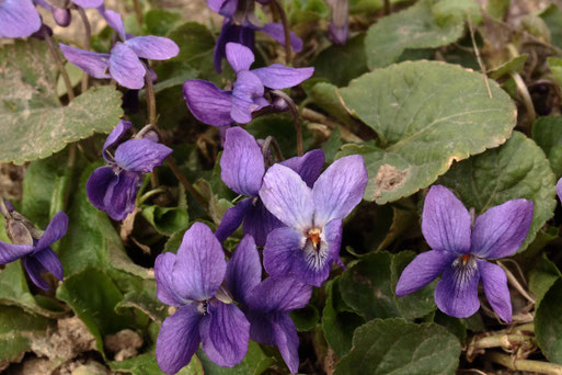 März-Veilchen - Viola odorata (G. Franke, 03.03.2021, bei Spielberg)