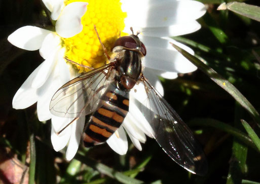 Streuobstwiese - Schwebfliegen