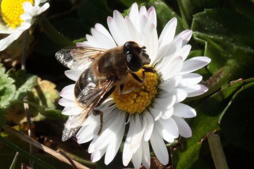 Mistbiene, weiblich - Eristalis tenax,  Familie der Schwebfliegen, auf einer Gänseblümchenblüte an einem Weinbergsweg bei Keltern-Dietlingen (G. Franke, 21.02.2020)