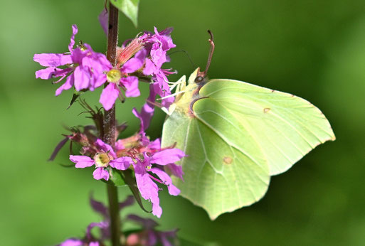 ein Zitronenfalter auf Blutweiderich-Blüten bei Karlsbad-Ittersbach (G. Franke, 29.07.2025)