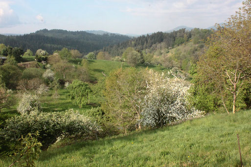 Sehr zu empfehlen ist im Frühling eine Wanderung von Loffenau in Richtung Lautenbach und zurück über das Igelbachtal - Ansicht bei Loffenau (G. Franke, 19.04.2020)