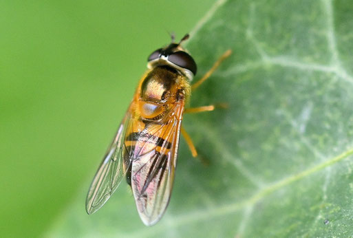 Zweiband-Wiesenschwebfliege (G. Franke, bei Karlsbad-Spielberg,05.05.2026)