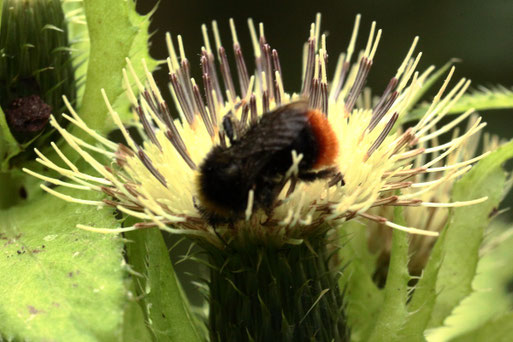 Steinhummel - Bombus lapidarius, auf einer Kohl-Kratzdistel - Cirsium oleraceum; zwischen Langensteinbach und Ittersbach am Wegrand (G. Franke, 24.08.2021)