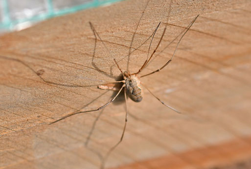 Hornweberknecht - Phalangium opilio; Garten bei Karlsbad-Spielberg (G. Franke, 12.09.2025)