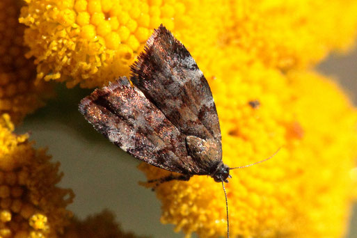 Apfelbaum-Spreizflügelfalter - Choreutis pariana; Streuobstwiese südlich von Spielberg auf Rainfarnblüten in Gartennähe (G. Franke, 13.08.2022) bestätigt im Lepiforum