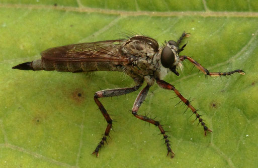 Burschen-Raubfliege - Tolmerus cingulatus, weiblich; bei Karlsbad-Spielberg - lauert auf ihrem Ansitz auf Beute, kleine Fliegen, Wildbienen, Zikaden ..., liebt trocken-warme Flächen vom Flach- bis ins Bergland; stellenweise häufig (G. Franke, 10.09.2020)