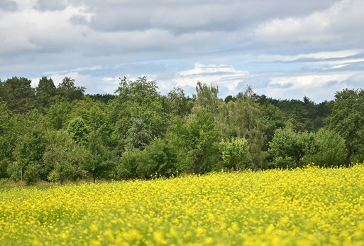 blühendes Rapsfeld bei Karlsbad-Auerbach (G. Franke, 09.06.2026)