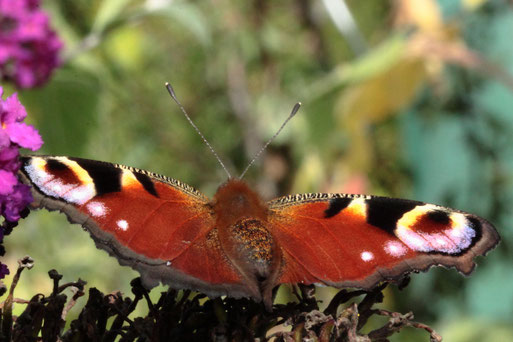 ein Tagpfauenauge im Garten (G. Franke, 10.09.2019)