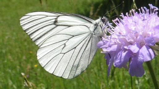 Baumweißling - Aporia crataegi; Bereich Oberes Albtal - Zieflesberg, Plotzsägemühle (Foto: H. Schuldt, 28.05.2026)