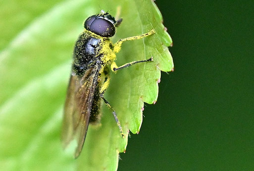 Cheilosia variabilis - Gemeine Erzschwebfliege; Waldrand zwischen Karlsbad-Spielberg und Waldbronn-Etzenrot; ca. 10 - 12 mm lang (G. Franke, 21.05.2026)