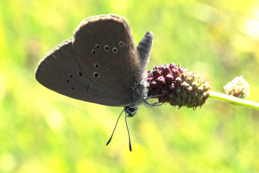 Dunkler Wiesenknopf-Ameisen-Bläuling - Maculinea nausithous; Streuobstwiese bei Spielberg (G. Franke, 2022)